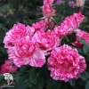 Роза чайно-гибридная Пинк Интуишн фото 2 