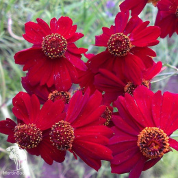 Кореопсис Амулет (красильный, карликовый)