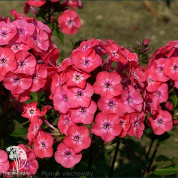 Флокс метельчатый Джуниор Дэнс