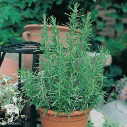 Розмарин Нежность