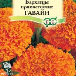 Бархатцы пр. Гавайи (Тагетес) 