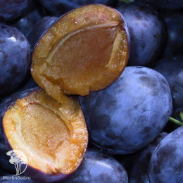 Слива гибрид Ренклод Колхозный + Яичная Синяя