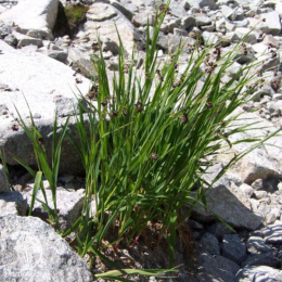 Ожика альпийская