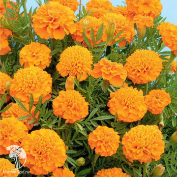 Фото Бархатцы отклоненные махровые (Тагетес отклонённый) Петит оранжевые