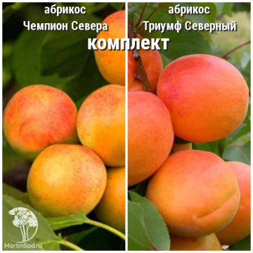 Фото Абрикос Чемпион Севера + опылитель абрикос Триумф Северный
