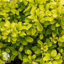 Барбарис тунберга Тини Голд