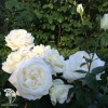 Роза чайно-гибридная Аннапурна белая фото 1 