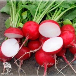 Редис Глориет F1 (Саката)