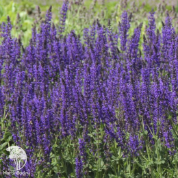 Набор для ароматной грядки шалфей Майнахт + Рапсоди ин Блю + Плюмоза