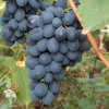 Виноград плодовый Альден фото 1 