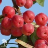 Яблоня ягодная Сибирячка  фото 1 
