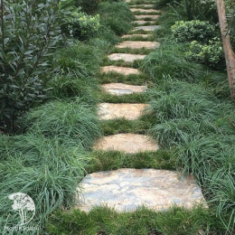 Осока повислая Блю Зингер