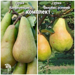 Груша Конференция + опылитель Груша Вильямс осенний