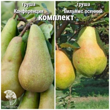 Фото Груша Конференция + опылитель Груша Вильямс осенний