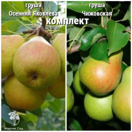 Груша Осенняя Яковлева + опылитель Груша Чижовская