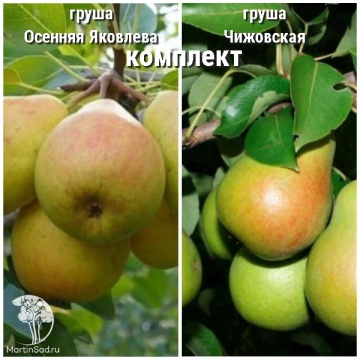 Фото Груша Осенняя Яковлева + опылитель Груша Чижовская