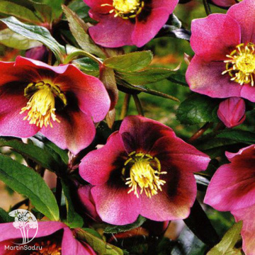 Фото Морозник восточный Монтсегур