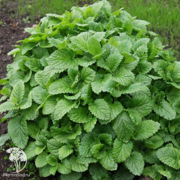 Фото Мелисса лекарственная Мохито