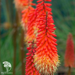 Книфофия Африканский гость, смесь сортов