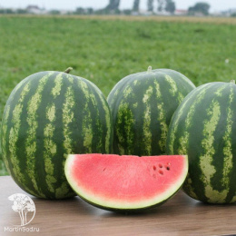 Арбуз Волгоградец КРС 90