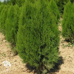  Плосковеточник восточный Джустинка