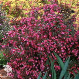 Вейгела цветущая Александра