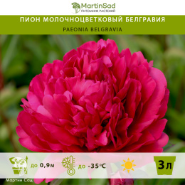 Пион молочноцветковый Белгравия