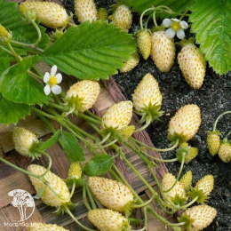 Земляника Желтое чудо