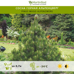 Сосна горная Альпенцверг