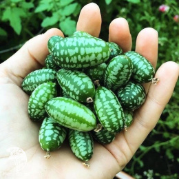 Мелотрия (Мышиная дыня) Микки