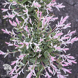 Ива цельнолистная Фламинго на штамбе