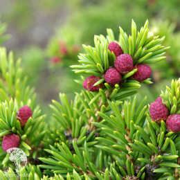 Ель Сибирская в кадке