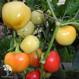 Перец сладкий Сударушка