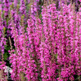 Дербенник Луминара Хот Пинк