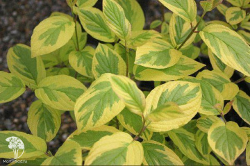 Фото Дёрен отпрысковый Хеджроуз Голд