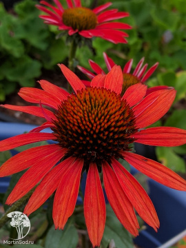 Фото Эхинацея Дикси Скарлет