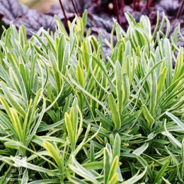 Лаванда гибридная Платинум Блонде