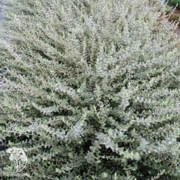 Ива ползучая Воортхойзен на штамбе