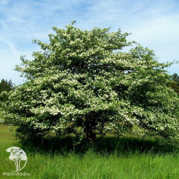 Боярышник Максимовича