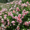 Роза чайно-гибридная Дамс де Шенонсо фото 1 