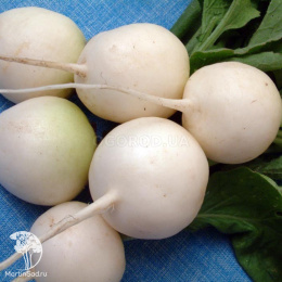 Дайкон Аккорд ---   Шед. мир. сел.