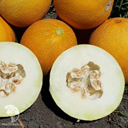 Дыня Злато Скифов F1 