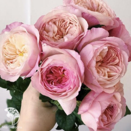 Роза английская Констанция