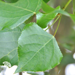 Тополь чёрный Вариегата