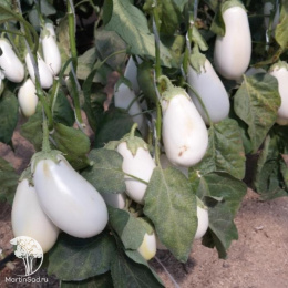 Баклажан Бибо F1 ( 2-ой пак.) (белый)