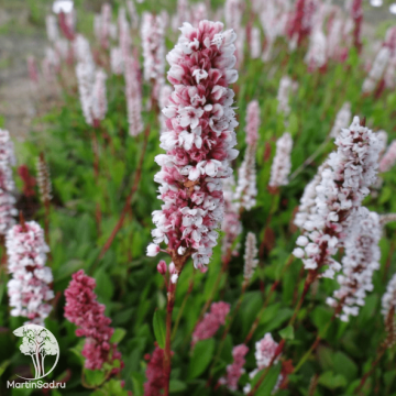 Фото Горец родственный Дональд Лоундес