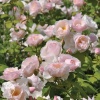 Роза парковая Серия Кулинарные розы Пир фото 1 
