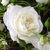 Роза флорибунда Шнивитхен на штамбе фото 1 