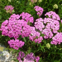 Achillea millefolium Pretty Belinda Тысячелистник обыкновенный Претти Белинда