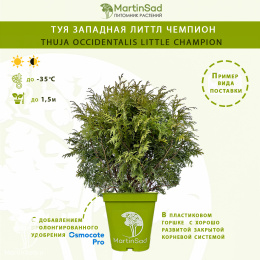 Туя западная Литтл Чемпион